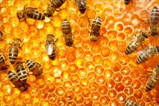 دانلود طرح توجیهی پرورش و نگهداری زنبور عسل با ظرفیت 850 کندو