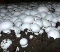 دانلود طرح توجیهی پرورش قارچ خوراکی به ظرفیت 100 تن در سال