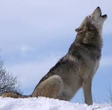 start wolf