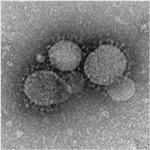 تنها-راه-مقابله-با-کرونا-ویروس-و-آخرین-روش-درمان-ویروس-کرونا