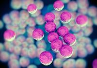 مبانی نظری و پیشینه تحقیق درباره مقاومت آنتی بیوتیکی استافیلوکوکوس اورئوس