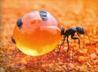 پاورپوینت ,  کلیاتی ازکلونی مورچه ها حشرات اجتماعی , 68 اسلاید , pptx